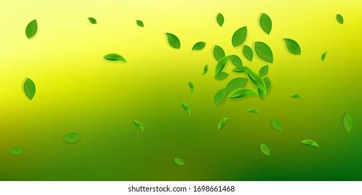 Falling green leaves. Fresh tea chaotic leaves flying. Spring foliage dancing on white background. Amazing summer overlay template. Beauteous spring sale vector illustration.