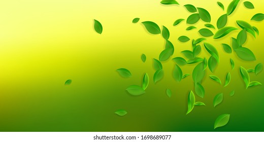 Falling green leaves. Fresh tea chaotic leaves flying. Spring foliage dancing on white background. Alluring summer overlay template. Sublime spring sale vector illustration.