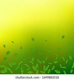 Cae hojas verdes. Salsas caóticas de té fresco volando. Follaje de primavera bailando sobre fondo verde amarillo. Plantilla de superposición de verano viva. Deliciosa ilustración vectorial de venta de resorte.