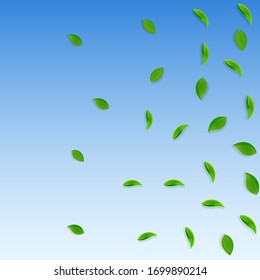 Cae hojas verdes. Salen al azar té fresco. Follaje de primavera bailando sobre fondo azul del cielo. Plantilla de superposición de verano viva. Exquisita ilustración vectorial de venta por resorte.