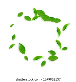 Falling green leaves. Fresh tea chaotic leaves flying. Spring foliage dancing on white background. Alluring summer overlay template. Indelible spring sale vector illustration.