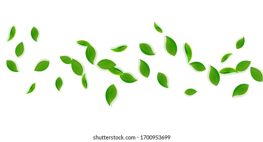 Falling green leaves. Fresh tea neat leaves flying. Spring foliage dancing on yellow green background. Amusing summer overlay template. Attractive spring sale vector illustration.