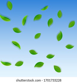 Cae hojas verdes. El té limpio sale volando. Follaje de primavera bailando sobre fondo azul del cielo. Admirable plantilla de superposición de verano. Ilustración vectorial de venta primaveral alucinante.