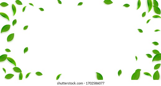 Falling green leaves. Fresh tea chaotic leaves flying. Spring foliage dancing on yellow green background. Appealing summer overlay template. Ecstatic spring sale vector illustration.