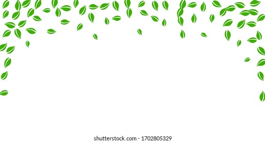 Falling green leaves. Fresh tea random leaves flying. Spring foliage dancing on white background. Amusing summer overlay template. Delightful spring sale vector illustration.