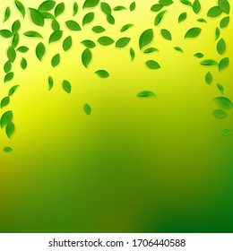 Falling green leaves. Fresh tea chaotic leaves flying. Spring foliage dancing on yellow green background. Adorable summer overlay template. Beautiful spring sale vector illustration.