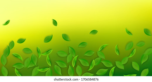 Falling green leaves. Fresh tea neat leaves flying. Spring foliage dancing on white background. Amusing summer overlay template. Eminent spring sale vector illustration.