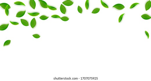 Falling green leaves. Fresh tea neat leaves flying. Spring foliage dancing on yellow green background. Amazing summer overlay template. Stunning spring sale vector illustration.