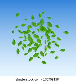 Falling green leaves. Fresh tea chaotic leaves flying. Spring foliage dancing on blue sky background. Actual summer overlay template. Sublime spring sale vector illustration.