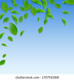 Falling green leaves. Fresh tea chaotic leaves flying. Spring foliage dancing on blue sky background. Admirable summer overlay template. Ideal spring sale vector illustration.