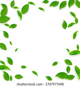 Falling green leaves. Fresh tea chaotic leaves flying. Spring foliage dancing on white background. Alluring summer overlay template. Charming spring sale vector illustration.