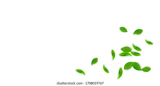 Cae hojas verdes. El té limpio sale volando. Follaje de primavera bailando sobre fondo verde amarillo. Increíble plantilla de superposición de verano. Ilustración vectorial de venta de resorte adorable.