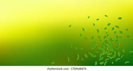 Falling green leaves. Fresh tea chaotic leaves flying. Spring foliage dancing on white background. Amazing summer overlay template. Alluring spring sale vector illustration.