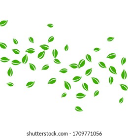 Falling green leaves. Fresh tea random leaves flying. Spring foliage dancing on white background. Admirable summer overlay template. Unique spring sale vector illustration.