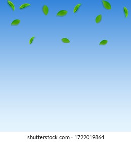 Falling green leaves. Fresh tea random leaves flying. Spring foliage dancing on blue sky background. Alive summer overlay template. Artistic spring sale vector illustration.