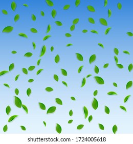 Falling green leaves. Fresh tea chaotic leaves flying. Spring foliage dancing on blue sky background. Admirable summer overlay template. Nice spring sale vector illustration.