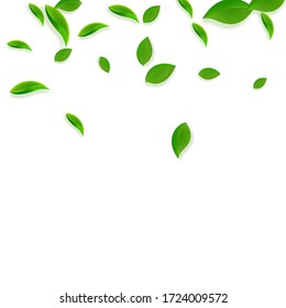 Falling green leaves. Fresh tea chaotic leaves flying. Spring foliage dancing on white background. Adorable summer overlay template. Worthy spring sale vector illustration.