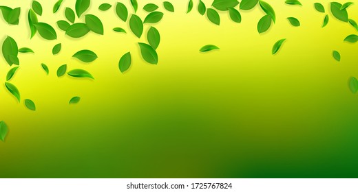 Falling green leaves. Fresh tea chaotic leaves flying. Spring foliage dancing on white background. Amazing summer overlay template. Resplendent spring sale vector illustration.