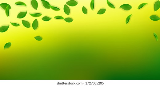 Falling green leaves. Fresh tea neat leaves flying. Spring foliage dancing on white background. Amazing summer overlay template. Splendid spring sale vector illustration.