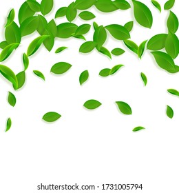 Falling green leaves. Fresh tea chaotic leaves flying. Spring foliage dancing on white background. Admirable summer overlay template. Valuable spring sale vector illustration.