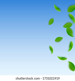Caer hojas verdes. Salen hojas frescas y limpias volando. Follaje de primavera bailando sobre fondo azul del cielo. Plantilla de superposición de verano viva. Ilustración vectorial de venta de primavera ideal.