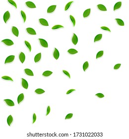 Falling green leaves. Fresh tea random leaves flying. Spring foliage dancing on white background. Adorable summer overlay template. Original spring sale vector illustration.