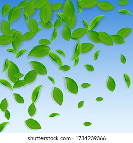 Falling green leaves. Fresh tea chaotic leaves flying. Spring foliage dancing on blue sky background. Adorable summer overlay template. Modern spring sale vector illustration.