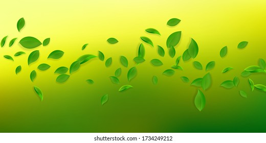 Falling green leaves. Fresh tea chaotic leaves flying. Spring foliage dancing on white background. Amusing summer overlay template. Amazing spring sale vector illustration.