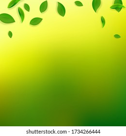 Falling green leaves. Fresh tea chaotic leaves flying. Spring foliage dancing on yellow green background. Alive summer overlay template. Majestic spring sale vector illustration.