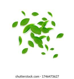 Falling green leaves. Fresh tea chaotic leaves flying. Spring foliage dancing on white background. Admirable summer overlay template. Artistic spring sale vector illustration.
