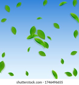 Falling green leaves. Fresh tea chaotic leaves flying. Spring foliage dancing on blue sky background. Actual summer overlay template. Imaginative spring sale vector illustration.