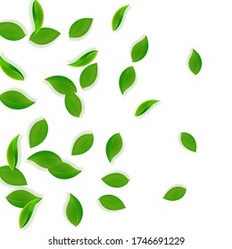Falling green leaves. Fresh tea neat leaves flying. Spring foliage dancing on white background. Alive summer overlay template. Bold spring sale vector illustration.