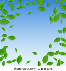 Falling green leaves. Fresh tea chaotic leaves flying. Spring foliage dancing on blue sky background. Alluring summer overlay template. Astonishing spring sale vector illustration.