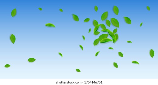 Falling green leaves. Fresh tea chaotic leaves flying. Spring foliage dancing on blue sky background. Amazing summer overlay template. Awesome spring sale vector illustration.