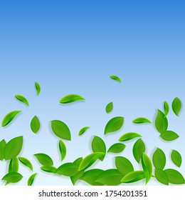 Falling green leaves. Fresh tea chaotic leaves flying. Spring foliage dancing on blue sky background. Adorable summer overlay template. Gorgeous spring sale vector illustration.