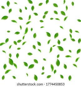 Caer hojas verdes. Saltos caóticos de té fresco volando. Bailando follaje de primavera sobre fondo blanco. Admirable plantilla de superposición de verano. Ilustración vectorial de venta de resorte portátil.