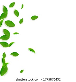 Falling green leaves. Fresh tea chaotic leaves flying. Spring foliage dancing on white background. Alive summer overlay template. Fantastic spring sale vector illustration.