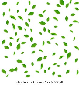 Caer hojas verdes. Saltos caóticos de té fresco volando. Bailando follaje de primavera sobre fondo blanco. Admirable plantilla de superposición de verano. Ilustración vectorial de venta de primavera pintoresca.