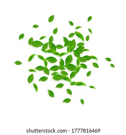 Falling green leaves. Fresh tea chaotic leaves flying. Spring foliage dancing on white background. Admirable summer overlay template. Beautiful spring sale vector illustration.