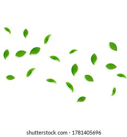 Falling green leaves. Fresh tea random leaves flying. Spring foliage dancing on white background. Admirable summer overlay template. Trending spring sale vector illustration.