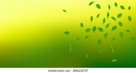 Falling green leaves. Fresh tea random leaves flying. Spring foliage dancing on white background. Alluring summer overlay template. Unique spring sale vector illustration.