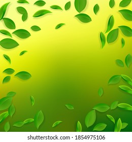 Falling green leaves. Fresh tea chaotic leaves flying. Spring foliage dancing on yellow green background. Alluring summer overlay template. Authentic spring sale vector illustration.
