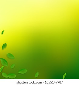 Falling green leaves. Fresh tea chaotic leaves flying. Spring foliage dancing on yellow green background. Appealing summer overlay template. Impressive spring sale vector illustration.