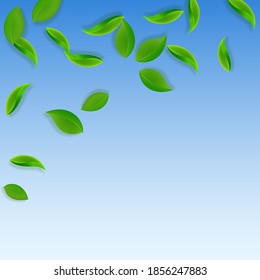 Falling green leaves. Fresh tea neat leaves flying. Spring foliage dancing on blue sky background. Admirable summer overlay template. Impressive spring sale vector illustration.