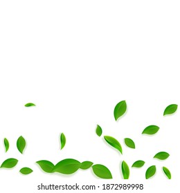 Falling green leaves. Fresh tea chaotic leaves flying. Spring foliage dancing on white background. Alive summer overlay template. Cool spring sale vector illustration.