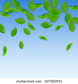 Falling green leaves. Fresh tea neat leaves flying. Spring foliage dancing on blue sky background. Admirable summer overlay template. Wonderful spring sale vector illustration.