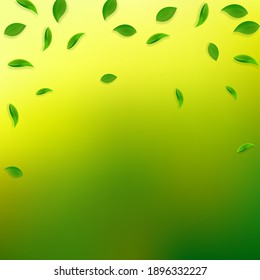 Falling green leaves. Fresh tea random leaves flying. Spring foliage dancing on yellow green background. Admirable summer overlay template. Delightful spring sale vector illustration.