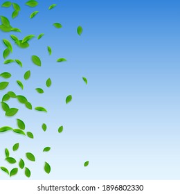 Falling green leaves. Fresh tea chaotic leaves flying. Spring foliage dancing on blue sky background. Alive summer overlay template. Favorable spring sale vector illustration.