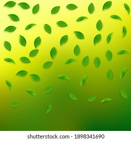 Caer hojas verdes. Saltos al azar de té fresco volando. Follaje de primavera bailando sobre fondo verde amarillo. Adorable plantilla de superposición de verano. Potente ilustración vectorial de venta de resorte.