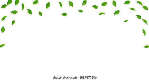 Caer hojas verdes. Saltos al azar de té fresco volando. Follaje de primavera bailando sobre fondo verde amarillo. Divertida plantilla de superposición de verano. Ilustración vectorial de venta de primavera decente.